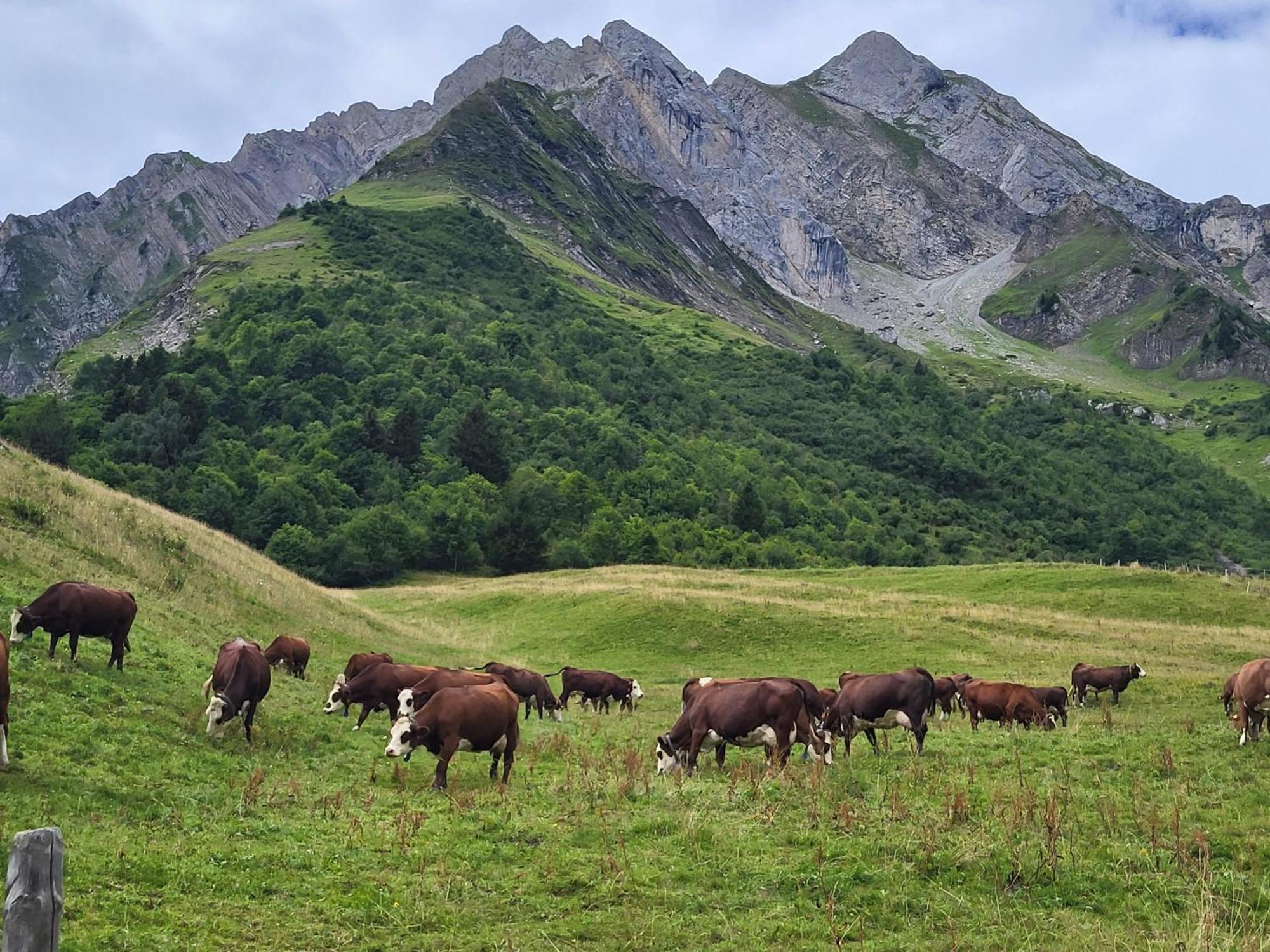 Appartement Cosy Face Aux Aravis Le Grand-Bornand Eksteriør billede